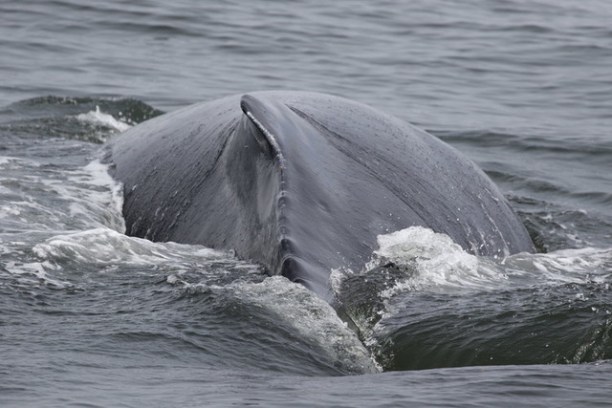 back of the whale