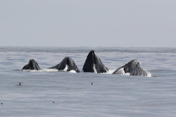 a few whales