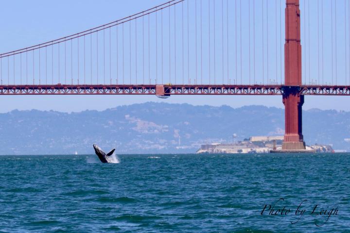 Golden Gate Bridge Whale Watch