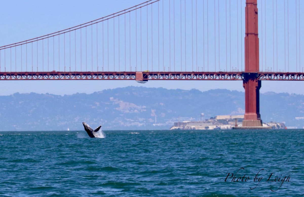 Golden Gate Bridge Whale Watch