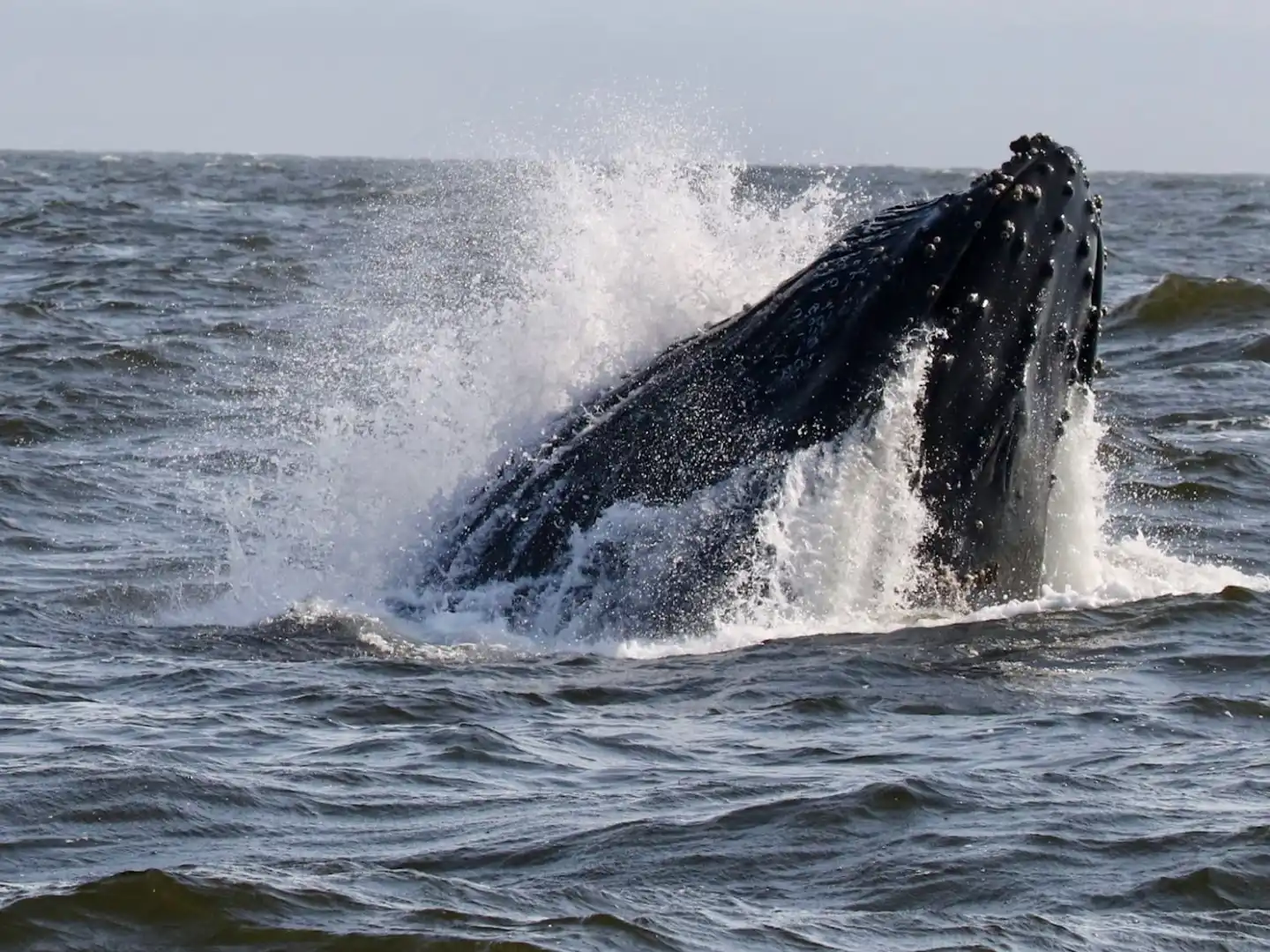 a whale jumping out of the water