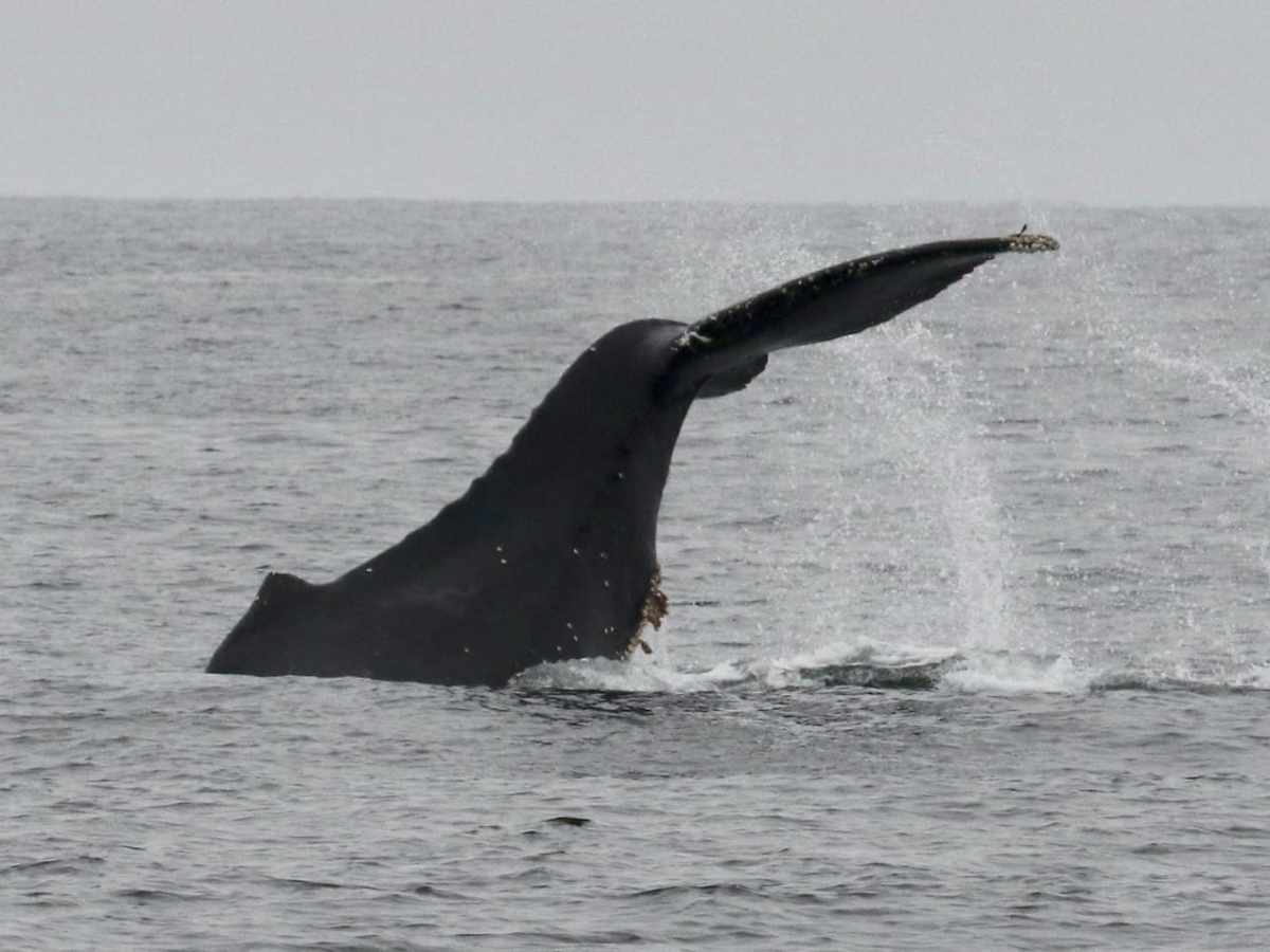 a whale jumping out of the water