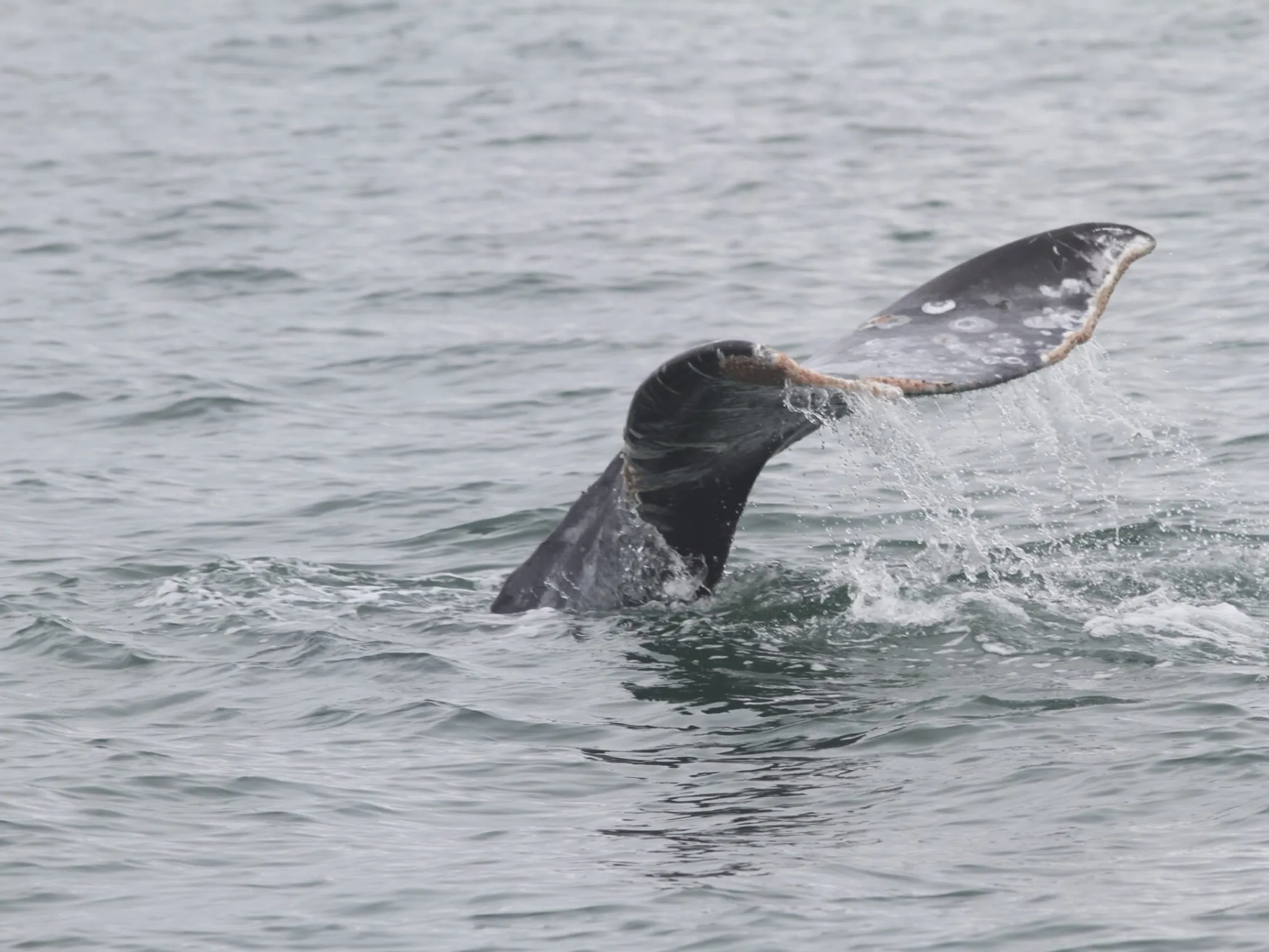a bird swimming in water next to the ocean