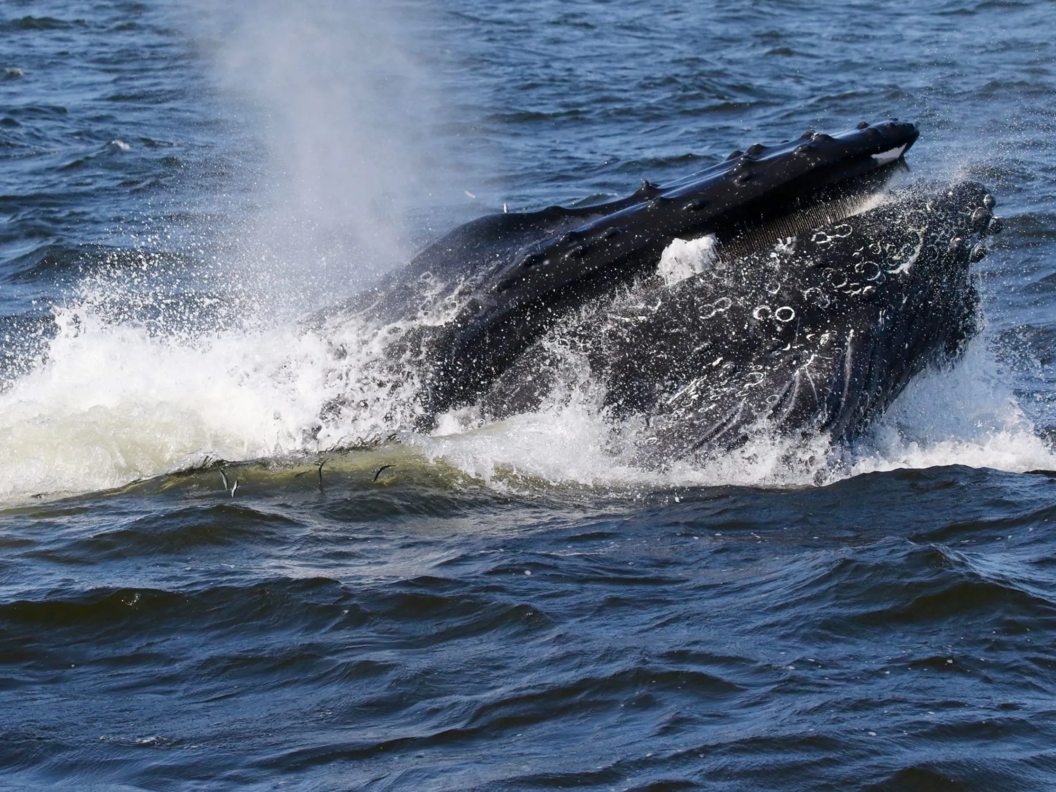 a person riding a wave on top of a body of water
