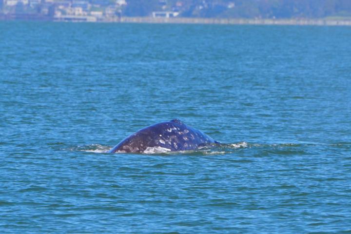 a whale swimming in a body of water