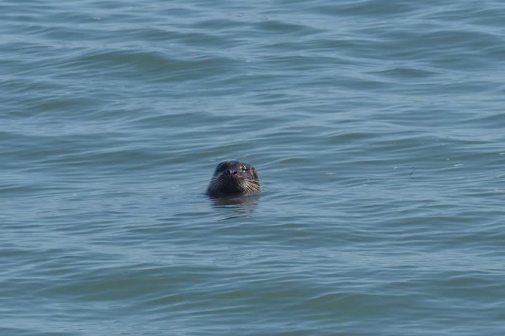 a bird swimming in water next to the ocean