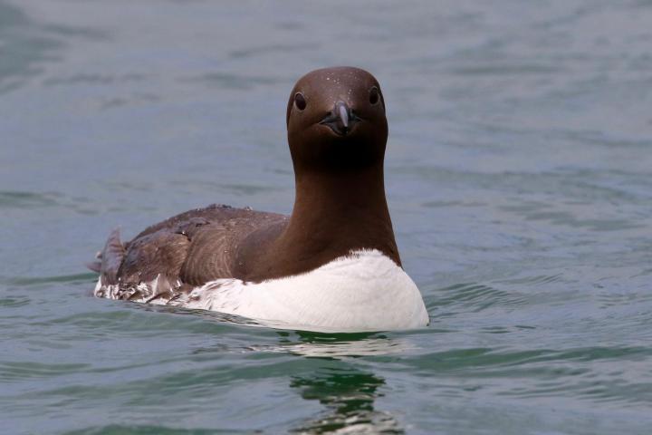a duck swimming in a body of water