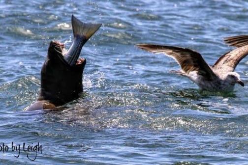 a bird flying over a body of water