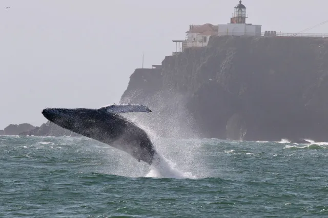 Humpback whale breaching near a rocky cliff with a lighthouse on top.